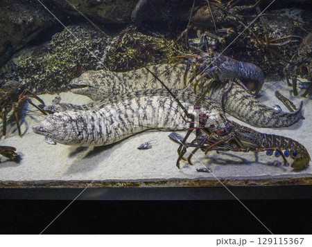 イセエビとハワイウツボ イセエビとハワイウツボ 129115367