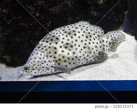 サラサハタ サラサハタ 129115371