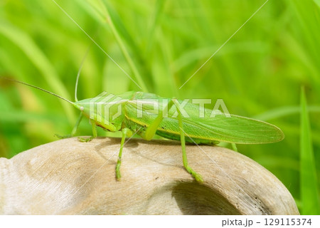 カヤキリ カヤキリ 129115374