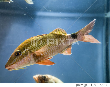 ホウライヒメジ ホウライヒメジ 129115385