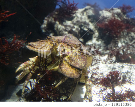 コブセミエビ 129115386