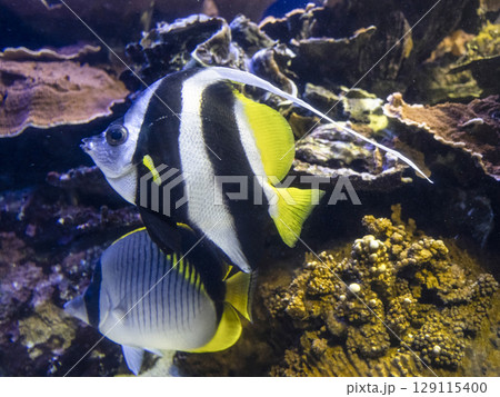 ハタタテダイ 129115400