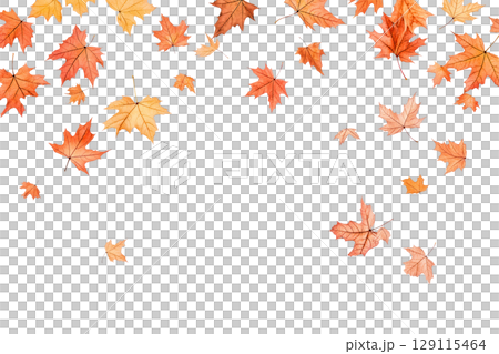 Autumn falling maple leaves isolated on white 129115464