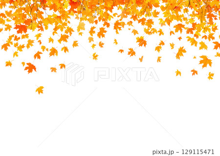 Autumn falling maple leaves isolated on white 129115471