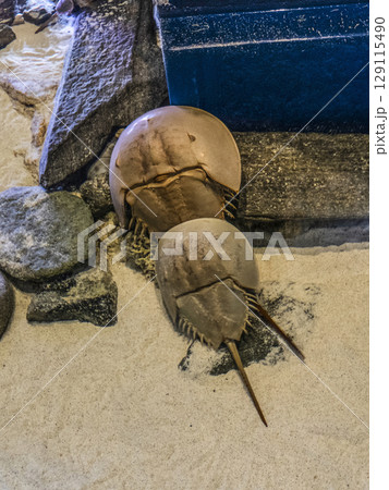 カブトガニ 129115490