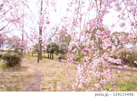 三重県四日市市　春の北勢中央公園　しだれ桜と春を楽しむ人 129115498
