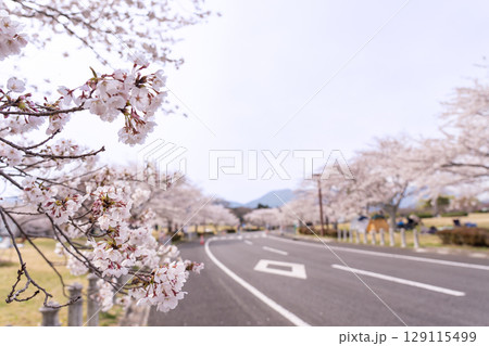 三重県四日市市 桜の森と呼ばれる春の北勢中央公園 三重県四日市市 桜の森と呼ばれる春の北勢中央公園 129115499