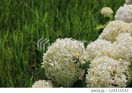 クローズアップ撮影したアナベルの花 129115542