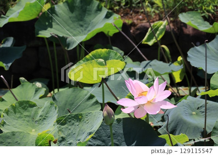 ひっそりと咲く一輪の古代蓮の花 ひっそりと咲く一輪の古代蓮の花 129115547