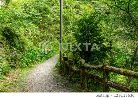 緑に囲まれた道 緑に囲まれた道 129115630