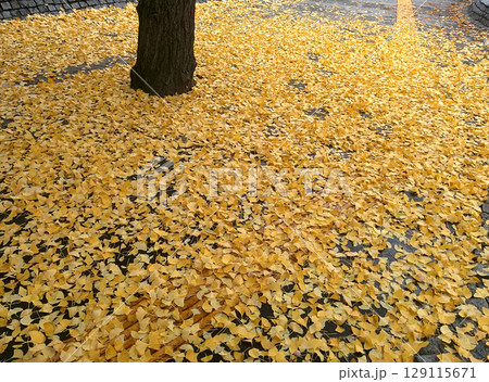 Fallen ginkgo leaves / 晩秋に落葉したイチョウ並木の銀杏の黄葉(紅葉) 129115671