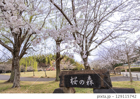 三重県四日市市 桜の森と呼ばれる春の北勢中央公園 三重県四日市市 桜の森と呼ばれる春の北勢中央公園 129115742
