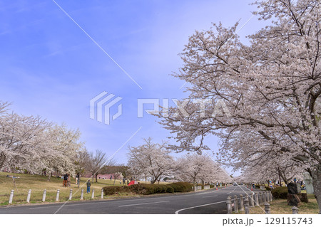 三重県四日市市　桜の森と呼ばれる春の北勢中央公園 129115743