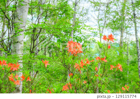 新録の白樺林とレンゲツツジ【八千穂高原】 新録の白樺林とレンゲツツジ【八千穂高原】 129115774