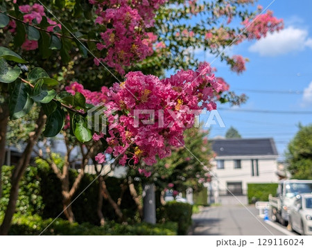 初夏の庭に咲くピンク色のサルスベリの花 129116024