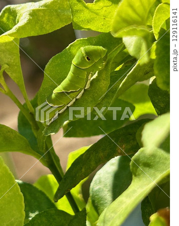 アゲハ蝶の幼虫　青虫 129116141