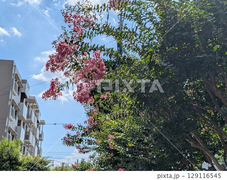 初夏の庭に咲く薄桃色のサルスベリの花 初夏の庭に咲く薄桃色のサルスベリの花 129116545