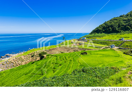 能登半島　2024年の地震・豪雨被害から修復が進む白米千枚田　※2025年7月撮影 129116807