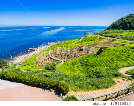 能登半島　2024年の地震・豪雨被害から修復が進む白米千枚田　※2025年7月撮影 129116810