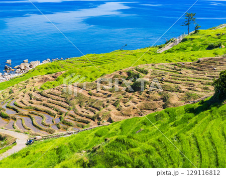 能登半島　2024年の地震・豪雨被害から修復が進む白米千枚田　※2025年7月撮影 129116812