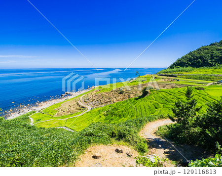 能登半島 2024年の地震・豪雨被害から修復が進む白米千枚田 ※2025年7月撮影 能登半島 2024年の地震・豪雨被害から修復が進む白米千枚田 ※2025年7月撮影 129116813