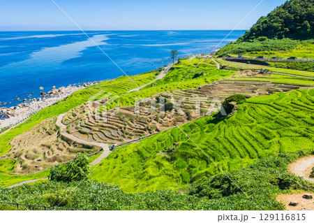 能登半島　2024年の地震・豪雨被害から修復が進む白米千枚田　※2025年7月撮影 129116815