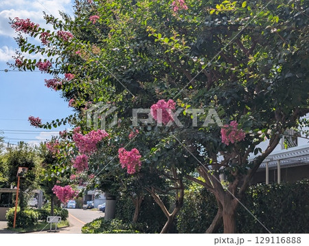 初夏の庭に咲くピンク色のサルスベリの花 初夏の庭に咲くピンク色のサルスベリの花 129116888