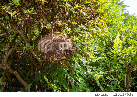 庭木に巣を作ったスズメバチ 129117035