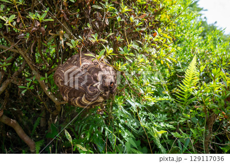庭木に巣を作ったスズメバチ 庭木に巣を作ったスズメバチ 129117036