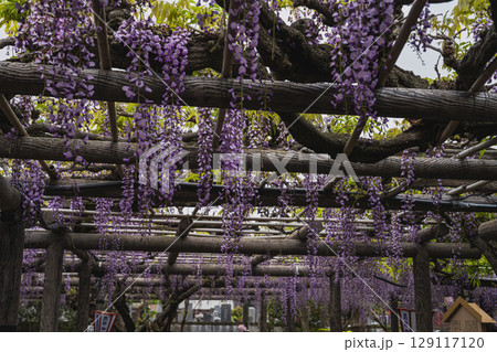 磐田市の熊野の長藤の風景(静岡県) 磐田市の熊野の長藤の風景(静岡県) 129117120