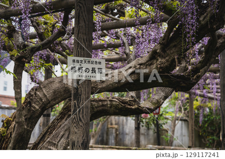 磐田市の熊野の長藤の風景(静岡県) 129117241