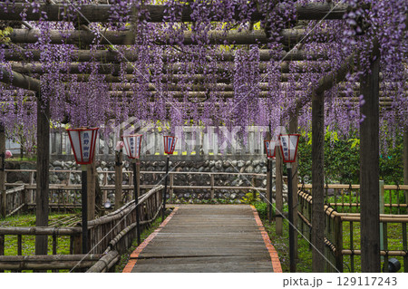 磐田市の熊野の長藤の風景(静岡県) 129117243