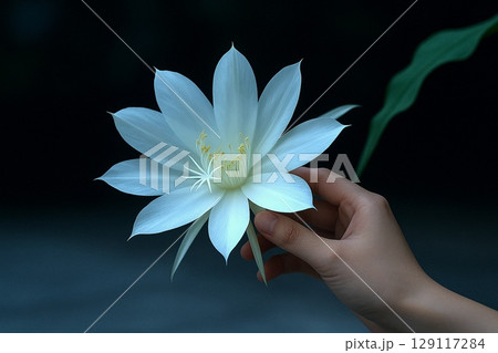 夜に咲く月下美人の神秘的な花　幻想的な白い花のクローズアップ写真 129117284