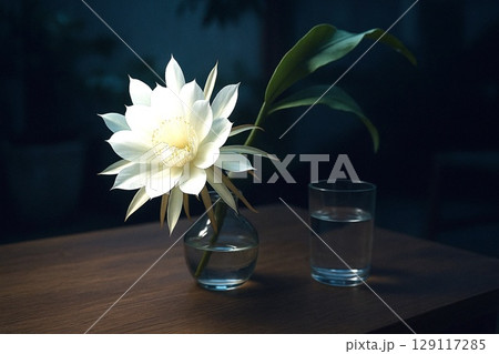 夜に咲く月下美人の神秘的な花　幻想的な白い花のクローズアップ写真 129117285