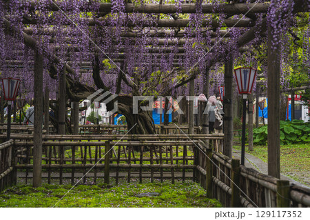磐田市の熊野の長藤の風景(静岡県) 129117352