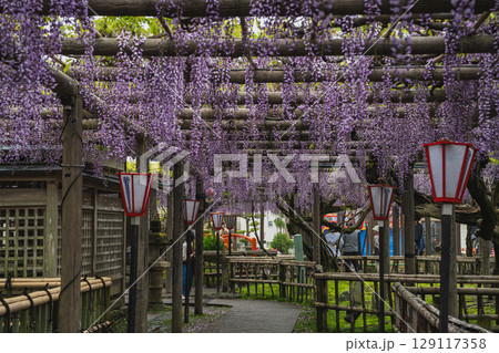 磐田市の熊野の長藤の風景(静岡県) 129117358