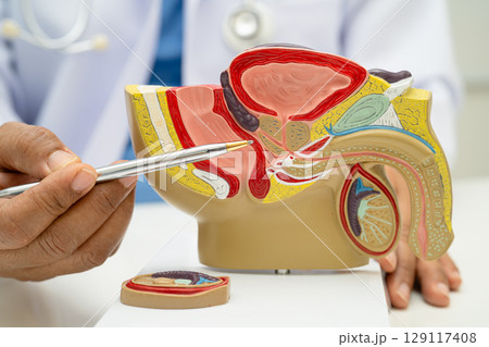 Male reproductive system, Asian doctor holding human anatomy model for study diagnosis and treatment in hospital. 129117408