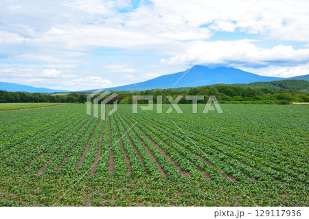 砂糖大根畑　北海道 129117936