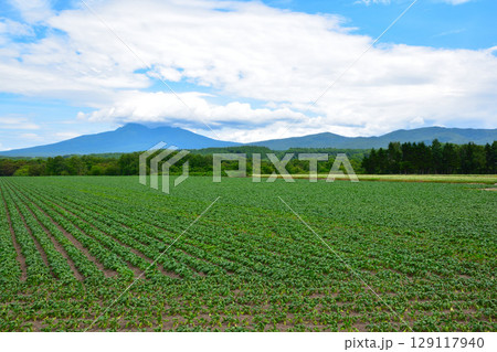 砂糖大根畑 北海道 砂糖大根畑 北海道 129117940