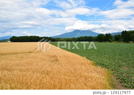 砂糖大根畑 麦畑 北海道 砂糖大根畑 麦畑 北海道 129117977