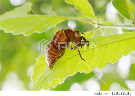 脱皮したセミの抜け殻 脱皮したセミの抜け殻 129118145