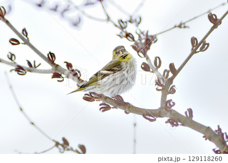 冬の北海道の公園の桂の種子を食べるオスのマヒワ 129118260