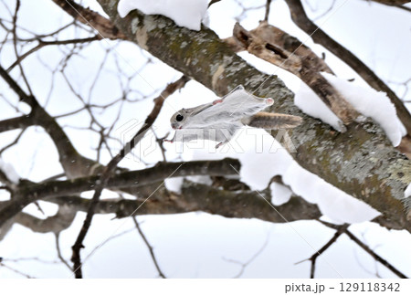 北海道の冬の公園で日中に雪の積もった木々の間を空を飛ぶ（跳ぶ）エゾモモンガ 129118342