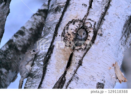 北海道の冬の公園で巣穴の樹洞にいるメスにアプローチするオスのエゾモモンガ 北海道の冬の公園で巣穴の樹洞にいるメスにアプローチするオスのエゾモモンガ 129118388