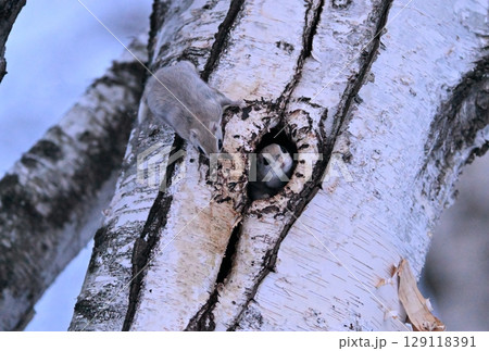 北海道の冬の公園で巣穴の樹洞にいるメスにアプローチするオスのエゾモモンガ 北海道の冬の公園で巣穴の樹洞にいるメスにアプローチするオスのエゾモモンガ 129118391