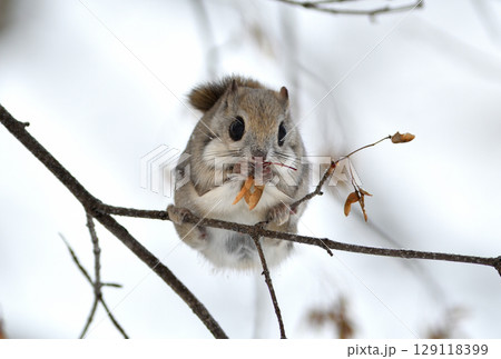 北海道の公園で日中に枝に座って楓の種を食べるエゾモモンガ 129118399
