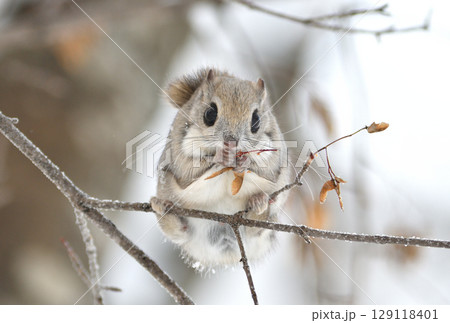 北海道の公園で日中に枝に座って楓の種を食べるエゾモモンガ 129118401