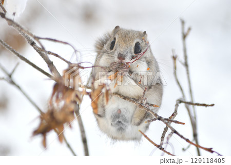 北海道の公園で日中に枝に座って楓の種を食べるエゾモモンガ 129118405