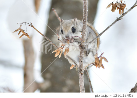 北海道の公園で日中に枝に座って楓の種を食べるエゾモモンガ 北海道の公園で日中に枝に座って楓の種を食べるエゾモモンガ 129118408