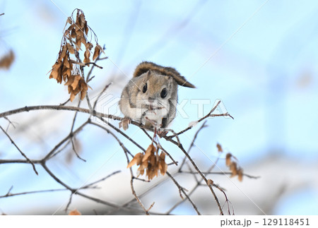北海道の公園で晴れた日中に枝に座って楓の種を食べるエゾモモンガ 129118451